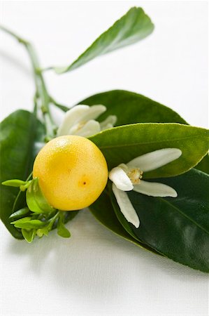 Small grapefruit on branch with leaves and blossom Stock Photo - Premium Royalty-Free, Code: 659-01848075