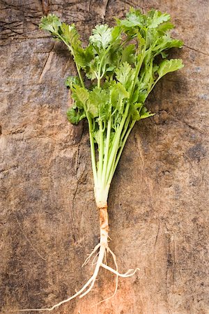 simsearch:659-06903501,k - Coriander with roots Stock Photo - Premium Royalty-Free, Code: 659-01848239