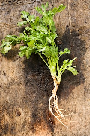 fine herb - Coriandre avec racines Photographie de stock - Premium Libres de Droits, Code: 659-01848240