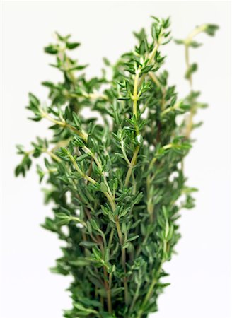 Thym frais Photographie de stock - Premium Libres de Droits, Code: 659-01848295
