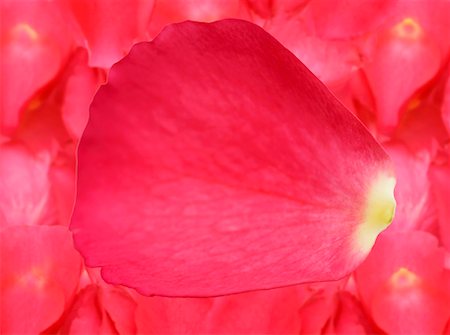 roses background - Pink rose petals (close-up) Stock Photo - Premium Royalty-Free, Code: 659-01848308