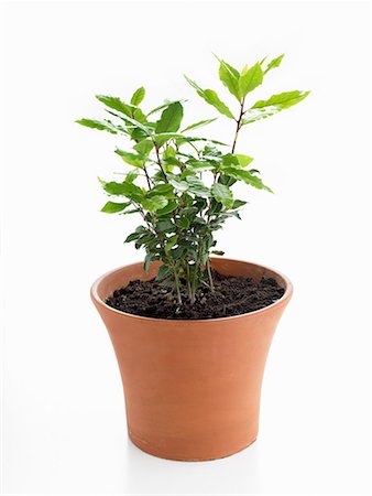 Bay plant in pot Stock Photo - Premium Royalty-Free, Code: 659-01848327