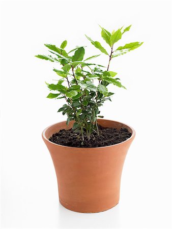 Baie plante en pot Photographie de stock - Premium Libres de Droits, Code: 659-01848327