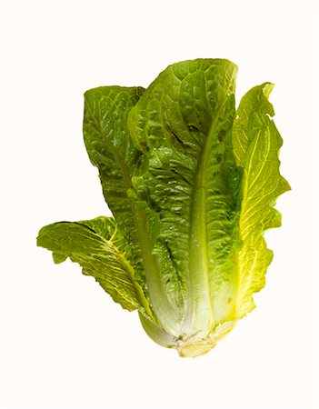 Romaine lettuce Stock Photo - Premium Royalty-Free, Code: 659-01848365