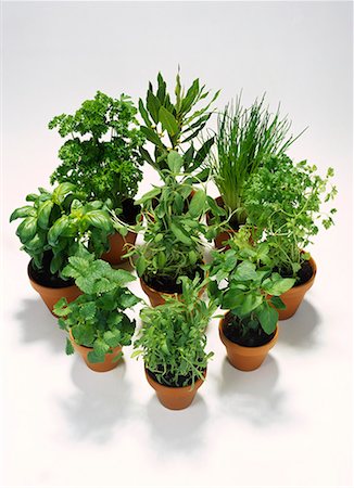 Various herbs in pots Stock Photo - Premium Royalty-Free, Code: 659-01848409