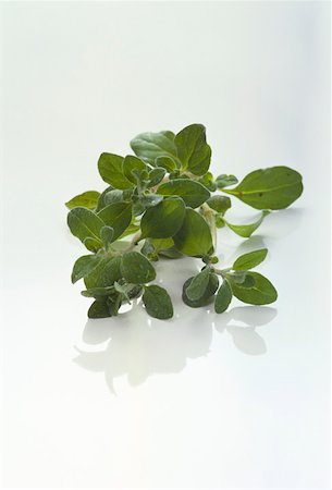 Marjoram Foto de stock - Sin royalties Premium, Código: 659-01848771