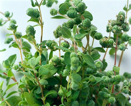 Marjoram Foto de stock - Sin royalties Premium, Código: 659-01848927