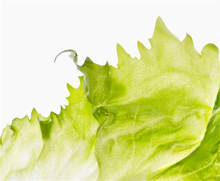 salad greens on white background - Endive Stock Photo - Premium Royalty-Free, Code: 659-01849007