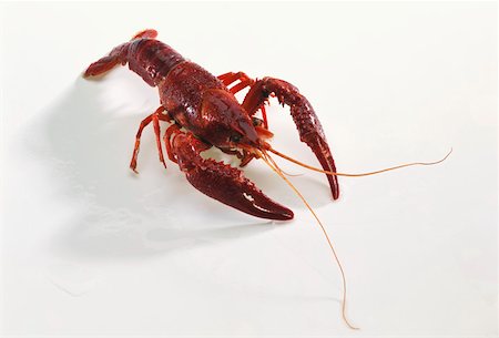 Eine rote Louisiana Sumpf Krebse (Procambarus Clarkii) Stockbilder - Premium RF Lizenzfrei, Bildnummer: 659-01849092