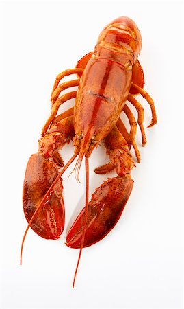 european lobster - Boiled lobster Stock Photo - Premium Royalty-Free, Code: 659-01849155