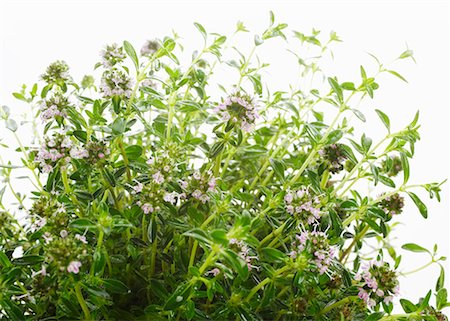 Thyme (close-up) Stock Photo - Premium Royalty-Free, Code: 659-01849326