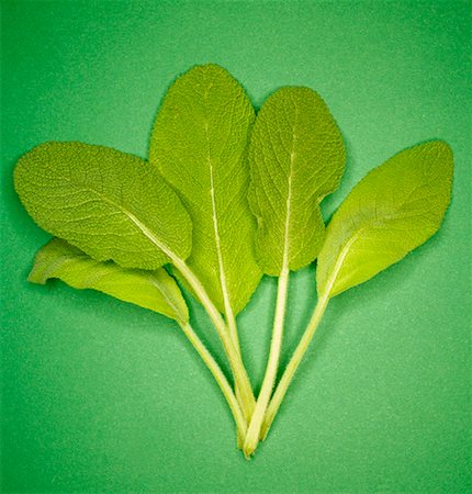 simsearch:659-01848927,k - Sage leaves against green background Stock Photo - Premium Royalty-Free, Code: 659-01849330