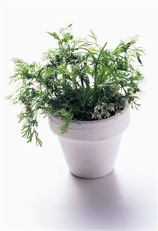 simsearch:659-07069307,k - Fresh Coriander in Clay Pot Stock Photo - Premium Royalty-Free, Code: 659-01842316