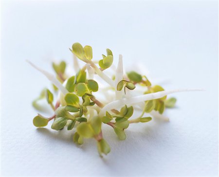 sprout (young shoots eaten raw) - Germes de soja Photographie de stock - Premium Libres de Droits, Code: 659-01842343