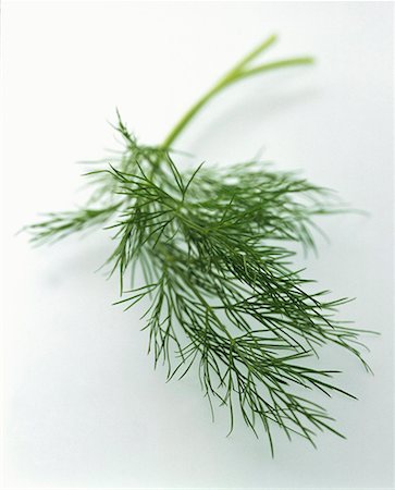 eneldo - A Sprig of Dill Foto de stock - Sin royalties Premium, Código: 659-01842579