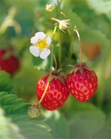 fragaria - Strawberries and strawberry flower on the plant Foto de stock - Sin royalties Premium, Código: 659-01842984
