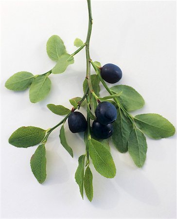 Blueberries on branch Foto de stock - Sin royalties Premium, Código: 659-01842983