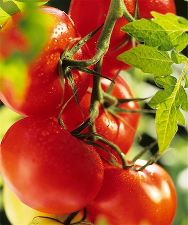 Red tomatoes with drops of water on the plant Foto de stock - Sin royalties Premium, Código: 659-01842995