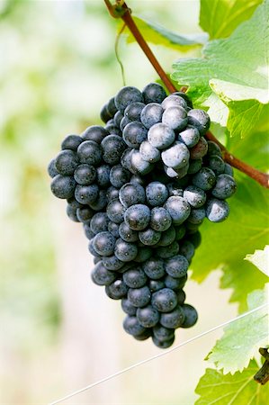 simsearch:659-01861229,k - Red wine grapes on the vine Stock Photo - Premium Royalty-Free, Code: 659-01843386