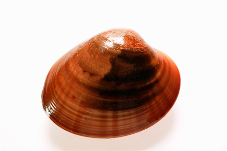 simsearch:659-01844635,k - Smooth Venus  clam Fotografie stock - Premium Royalty-Free, Codice: 659-01843557