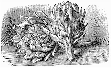 drawing vegetables - Artichokes (illustration) Foto de stock - Sin royalties Premium, Código: 659-01843608