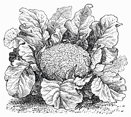 drawing vegetables - Cauliflower (illustration) Foto de stock - Sin royalties Premium, Código: 659-01843616