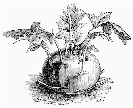 drawing vegetables - Kohlrabi (illustration) Foto de stock - Sin royalties Premium, Código: 659-01843649