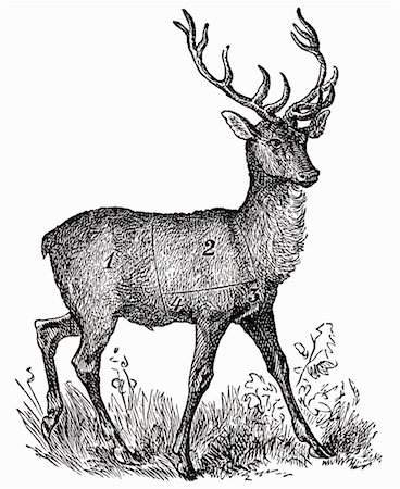 Cerf (illustration) Photographie de stock - Premium Libres de Droits, Code: 659-01843640