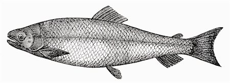 drawing of sea fish - Salmon (illustration) Foto de stock - Sin royalties Premium, Código: 659-01843652