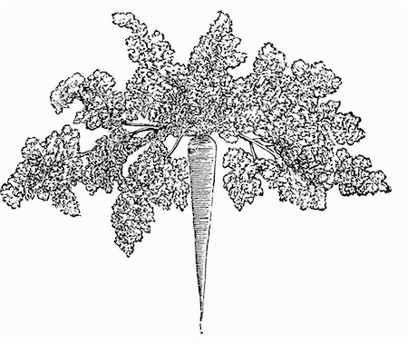 drawing vegetables - Hamburg parsley (illustration) Foto de stock - Sin royalties Premium, Código: 659-01843668