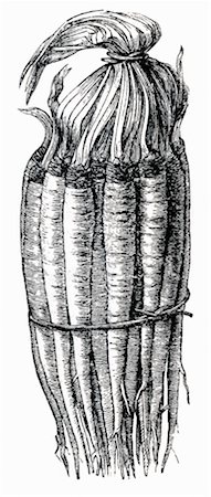 drawing vegetables - A bundle of salsify (illustration) Foto de stock - Sin royalties Premium, Código: 659-01843705