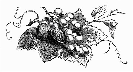 simsearch:659-03531150,k - Walnuts and grapes on vine leaf (illustration) Foto de stock - Sin royalties Premium, Código: 659-01843701