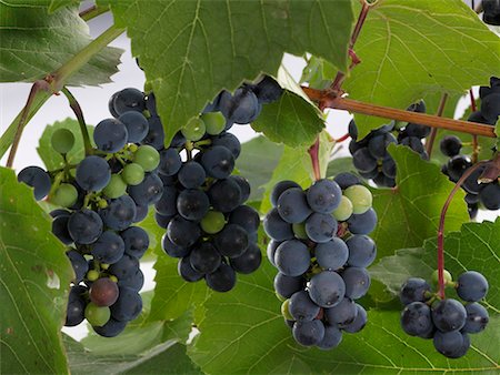 simsearch:659-01865603,k - Raisins de vins rouges sur la vigne Photographie de stock - Premium Libres de Droits, Code: 659-01854334