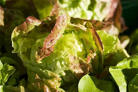 simsearch:659-06151105,k - Fresh lettuce Stock Photo - Premium Royalty-Free, Code: 659-01855257