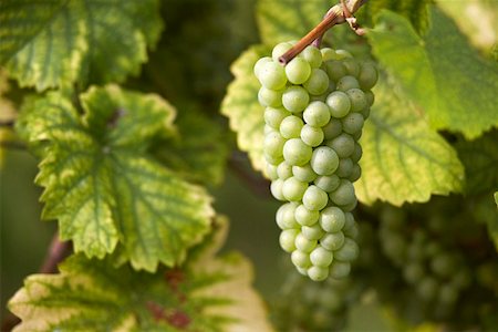 Riesling grapes on the vine Foto de stock - Royalty Free Premium, Número: 659-01855359