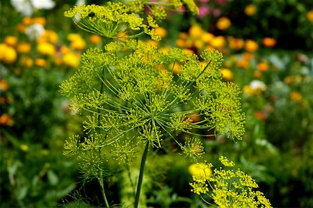 Fleurs d'aneth Photographie de stock - Premium Libres de Droits, Code: 659-01855410