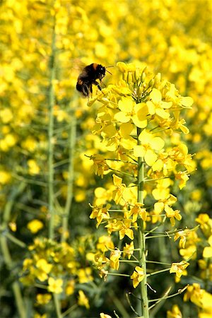 simsearch:659-01860990,k - Rape flowers in the field with a bumblebee Stock Photo - Premium Royalty-Free, Code: 659-01855724