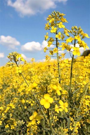 simsearch:659-01860990,k - Rape flowers in the field Stock Photo - Premium Royalty-Free, Code: 659-01855725