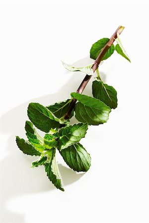 simsearch:659-06901233,k - Un brin de menthe fraîche Photographie de stock - Premium Libres de Droits, Code: 659-01855828