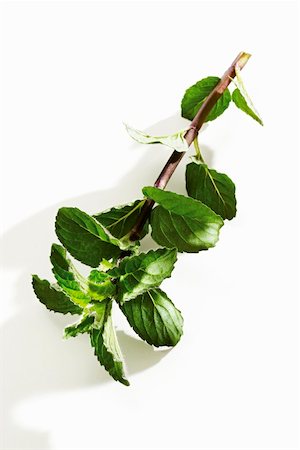 simsearch:659-06901233,k - A sprig of fresh mint Stock Photo - Premium Royalty-Free, Code: 659-01855828