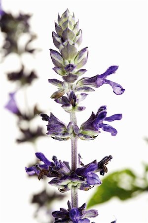 sage - Flowers of Salvia speciosa Foto de stock - Sin royalties Premium, Código: 659-01855860