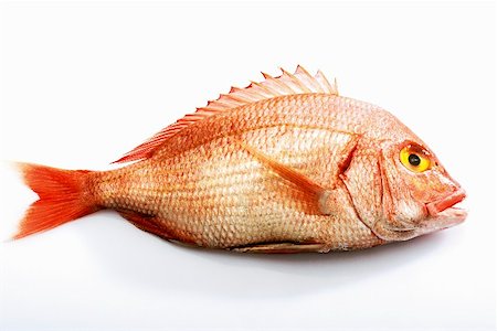 fish isolated on white background - A common pandora Stock Photo - Premium Royalty-Free, Code: 659-01855905