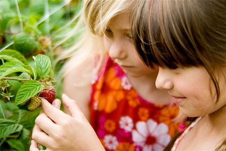 simsearch:659-03529776,k - Two girls picking raspberries Stock Photo - Premium Royalty-Free, Code: 659-01856109