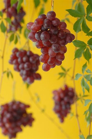 Red grapes, hanging against yellow background Stock Photo - Premium Royalty-Free, Code: 659-01856388