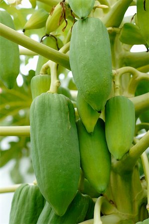 Papayas on the tree Stock Photo - Premium Royalty-Free, Code: 659-01856593