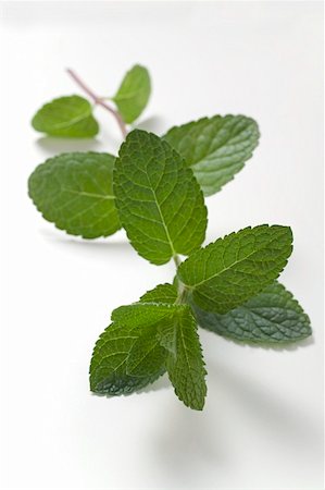 simsearch:659-01865578,k - A sprig of mint Stock Photo - Premium Royalty-Free, Code: 659-01856836