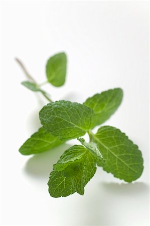 peppermint (plant) - A sprig of mint Stock Photo - Premium Royalty-Free, Code: 659-01856840