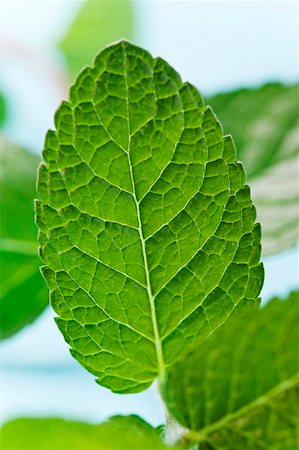 spearmint - Mint (close-up) Stock Photo - Premium Royalty-Free, Code: 659-01856843