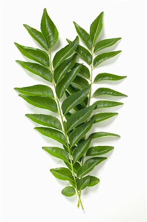 simsearch:659-03531497,k - Curry leaves Foto de stock - Sin royalties Premium, Código: 659-01857039