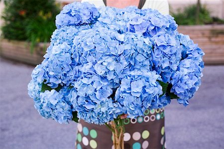 Woman holding large bunch of blue hydrangeas Foto de stock - Sin royalties Premium, Código: 659-01857572